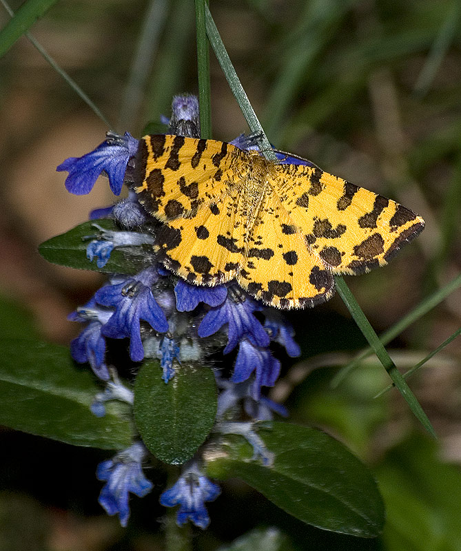 Pseudopanthera macularia