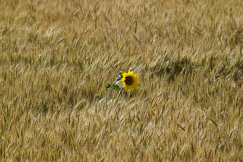 Un girasole in mezzo a tanto oro...
