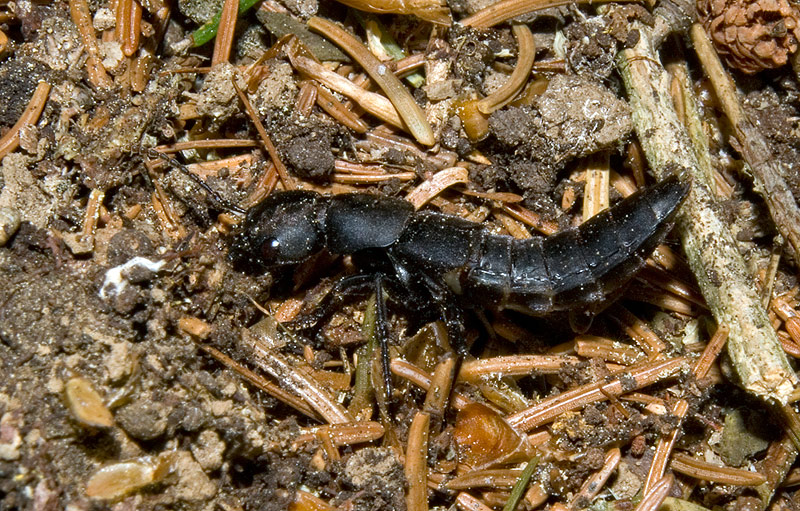 Ocypus sp.