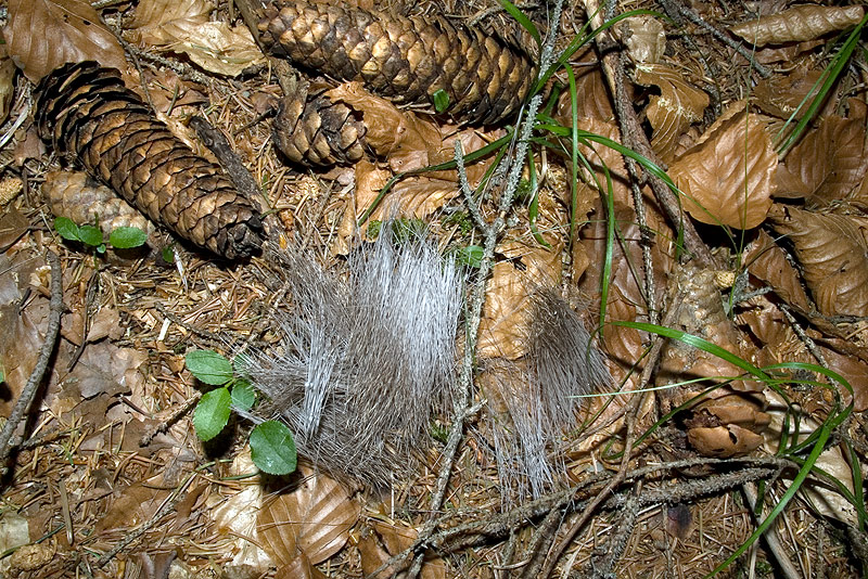 Pelo di chi?