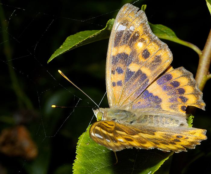 Apatura ilia