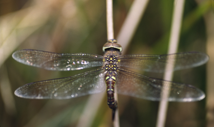 Aeshna mixta del Lago di Vico