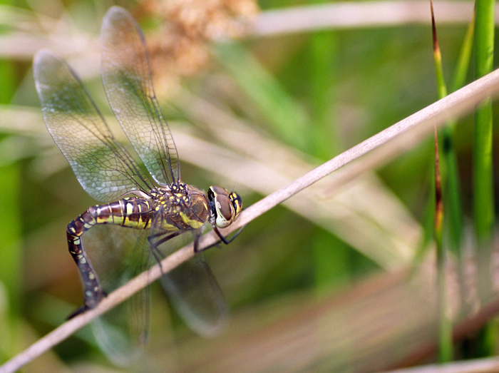 Aeshna mixta del Lago di Vico