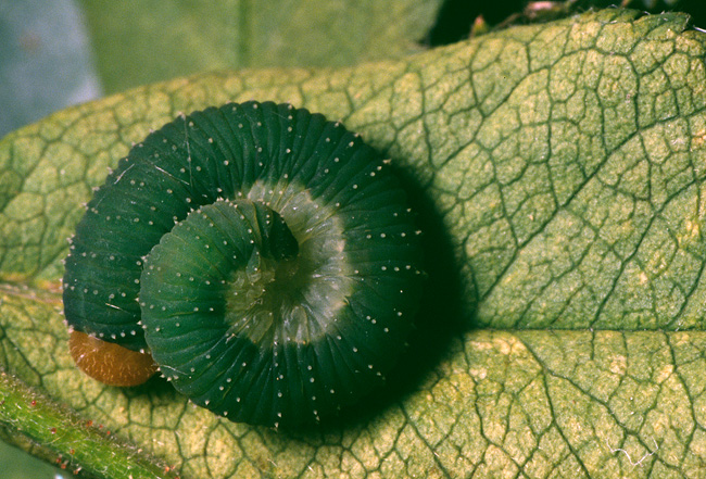 larva su foglia di rosa: Allantus viennensis