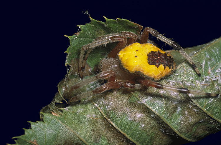 Ragno giallo su foglia Araneus marmoreus var. pyramidatus