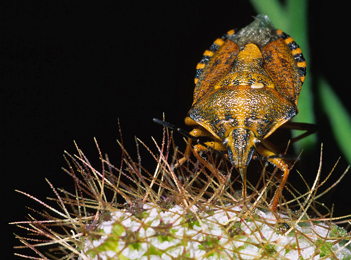 Carpocoris?