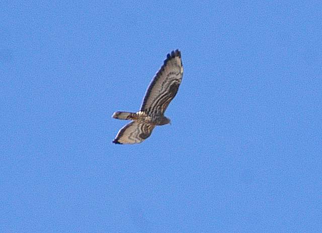 Rapace da riconoscere
