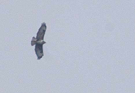 Rapace da riconoscere
