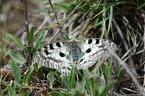 Parnassius apollo