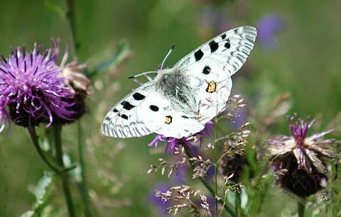 Parnassius apollo