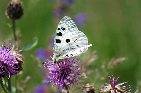 Parnassius apollo