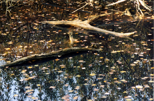 se voi foste il giudice...
