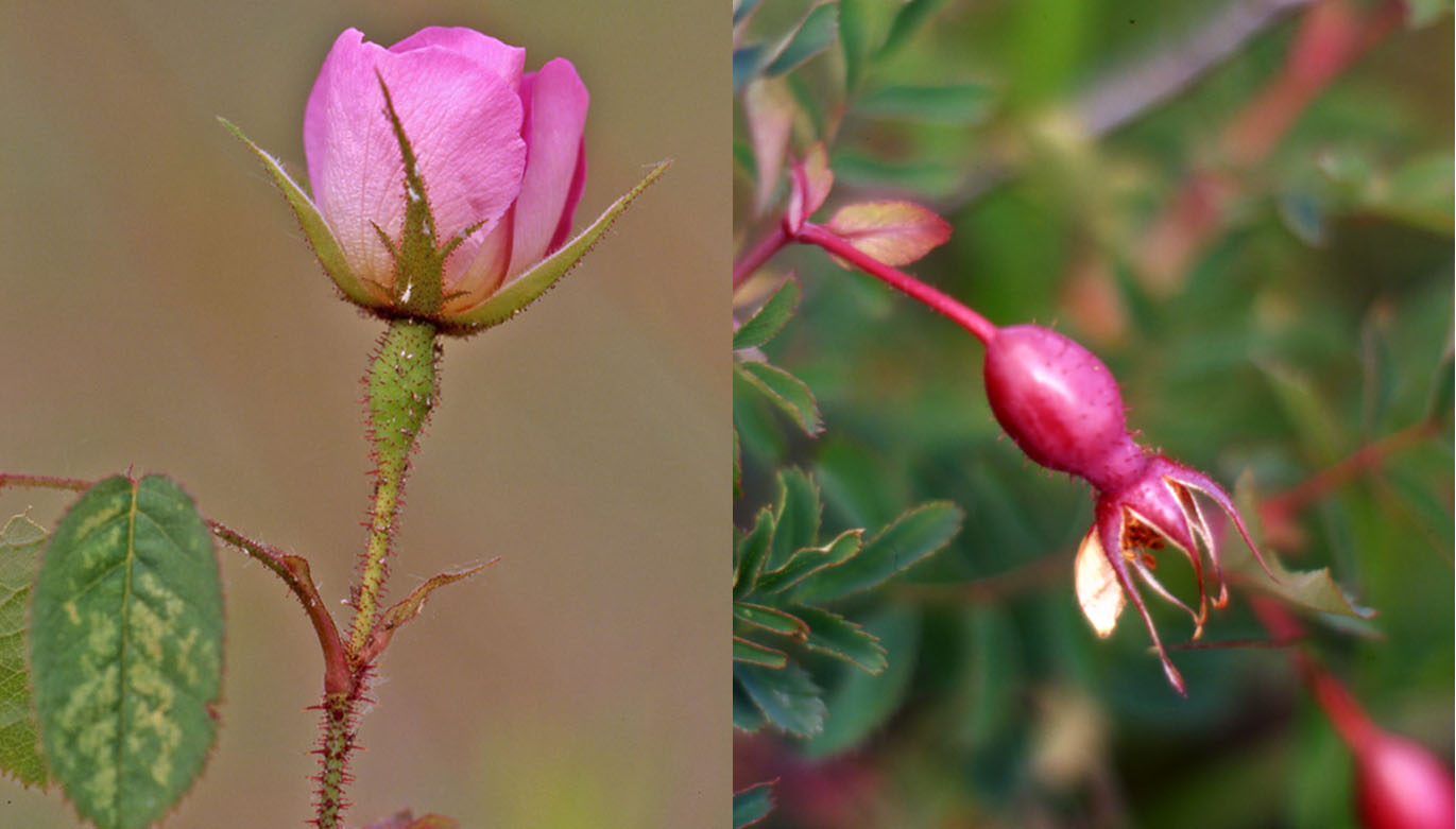 Famiglia ROSACEAE - Genere Rosa e Potentilla