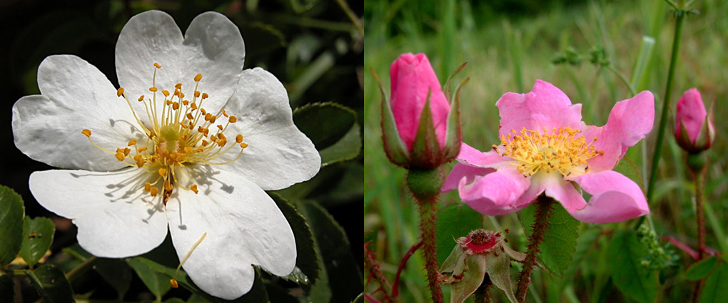 Famiglia ROSACEAE - Genere Rosa e Potentilla