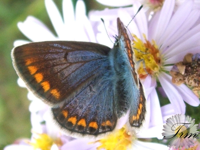 Polyommatus icarus