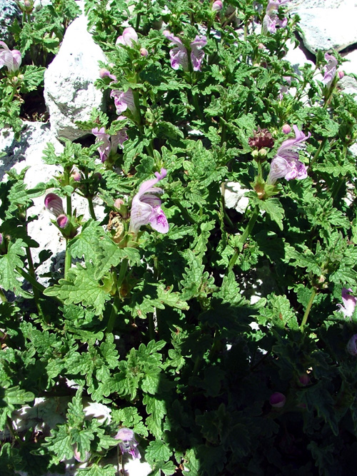 Lamium garganicum