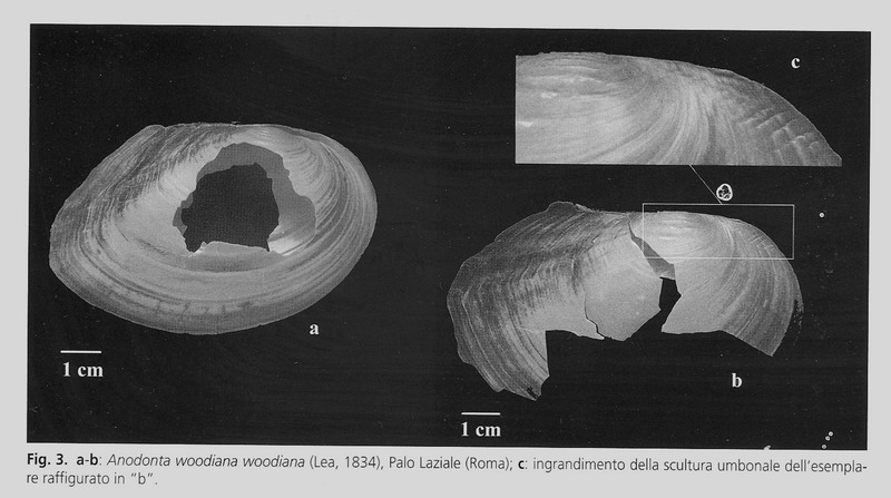 Anodonta (Sinanodonta) woodiana