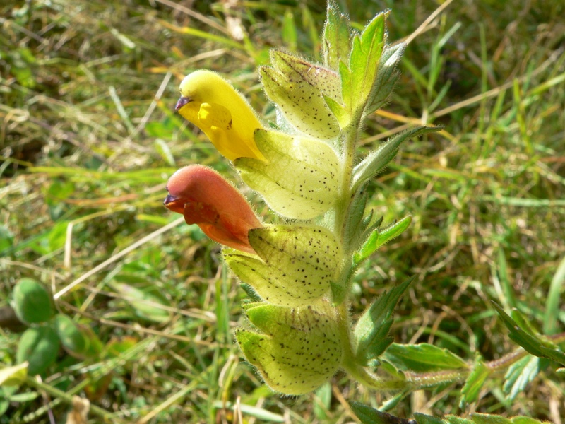 Rhinanthus alectorolophus / Cresta di gallo comune