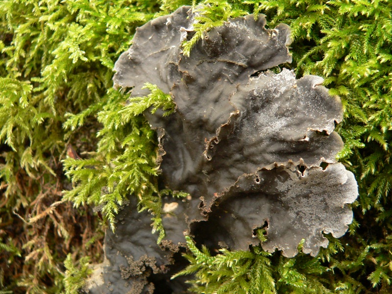 si tratta di lichene ??