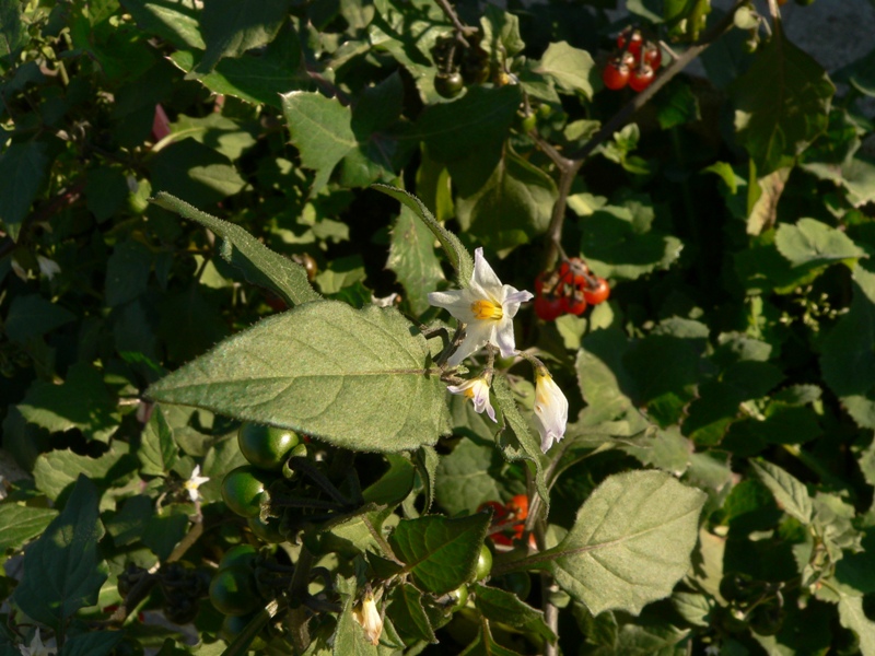 Solanum villosum (= luteum) / Morella rossa