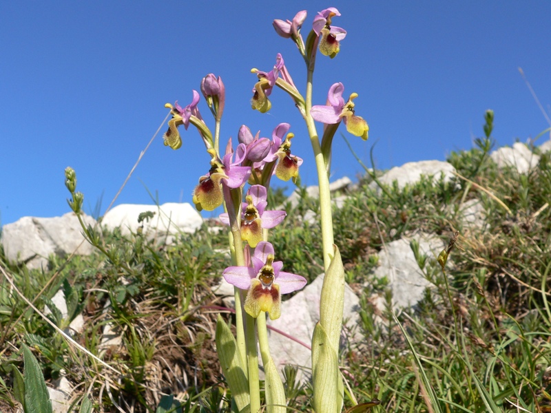 Ophrys  tenthredinifera