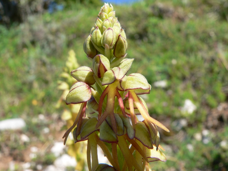 orchis antropophora