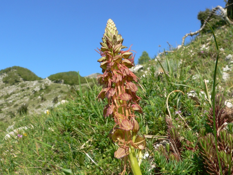orchis antropophora