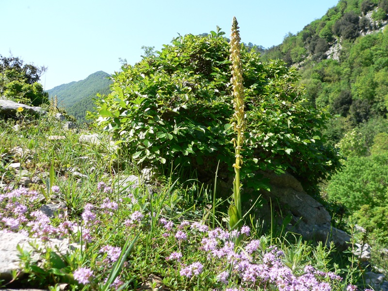 orchis antropophora