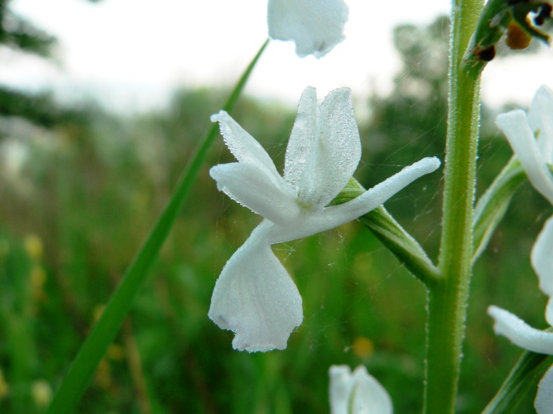 orchis laxiflora a fiori bianchi