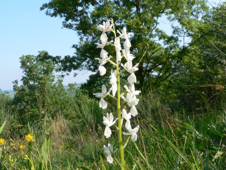 orchis laxiflora a fiori bianchi
