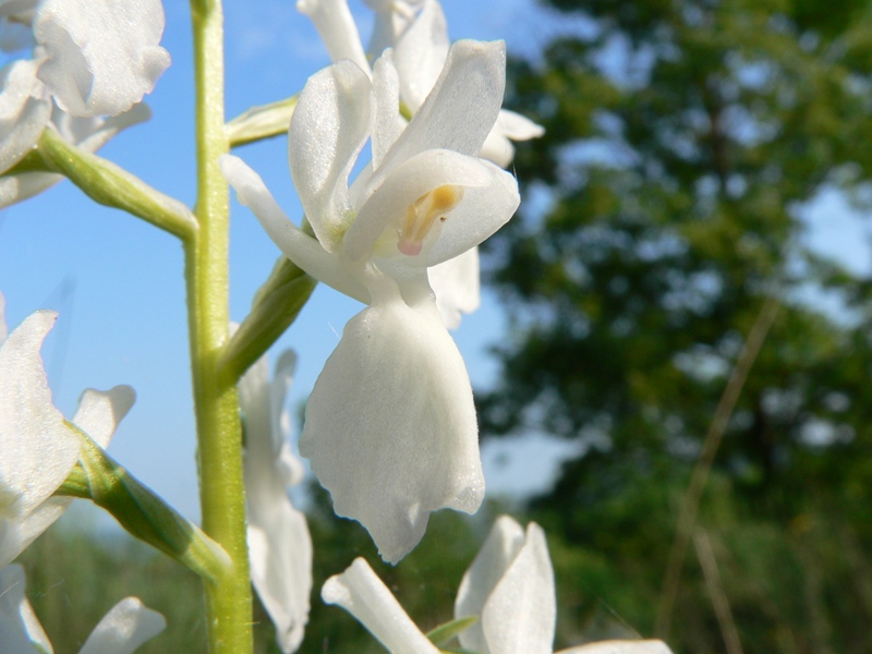 orchis laxiflora a fiori bianchi