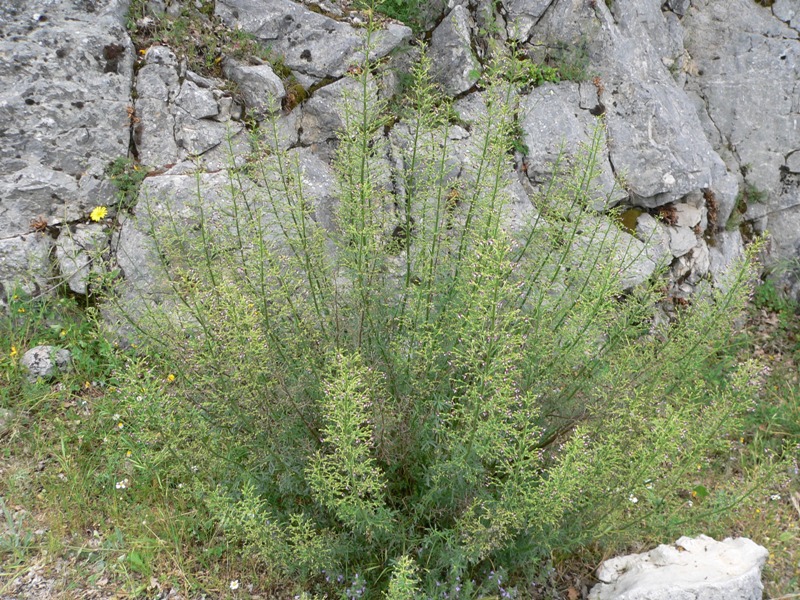 Scrophularia canina / Scrofularia comune