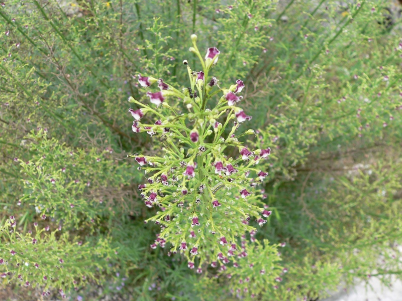 Scrophularia canina / Scrofularia comune