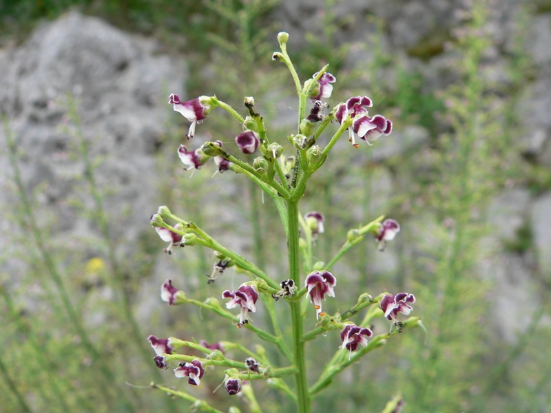 Scrophularia canina / Scrofularia comune