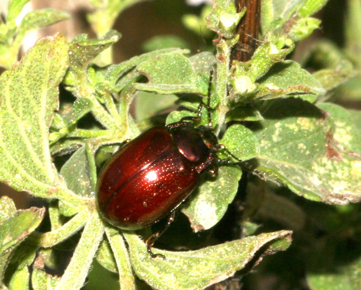 Chrysolina suffriani (Col., Chrysomelidae)