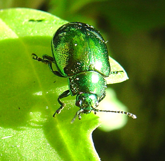 Chrysolina herbacea (Col., Chrysomelidae)