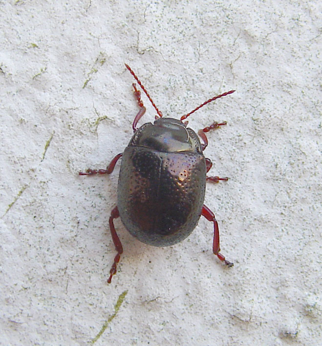 Chrysolina bankii (Col., Chrysomelidae)