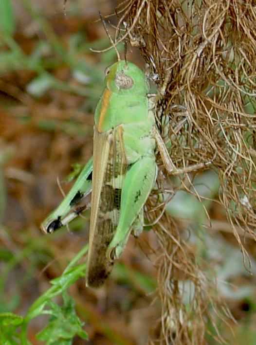 Cavalletta verde: Aiolopus strepens