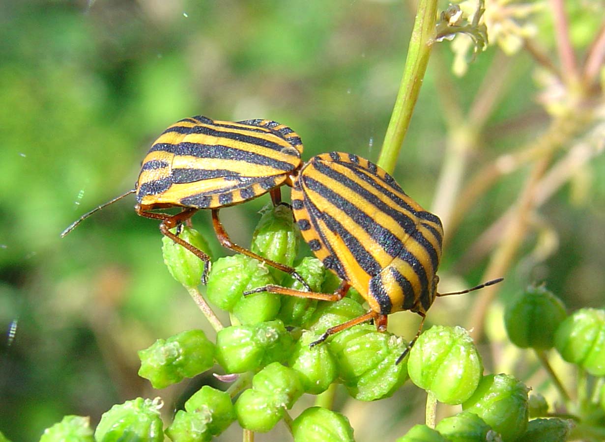 Graphosoma lineatum di Sardegna