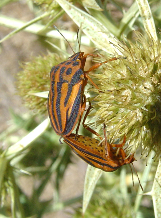 Graphosoma semipunctatum di Sardegna