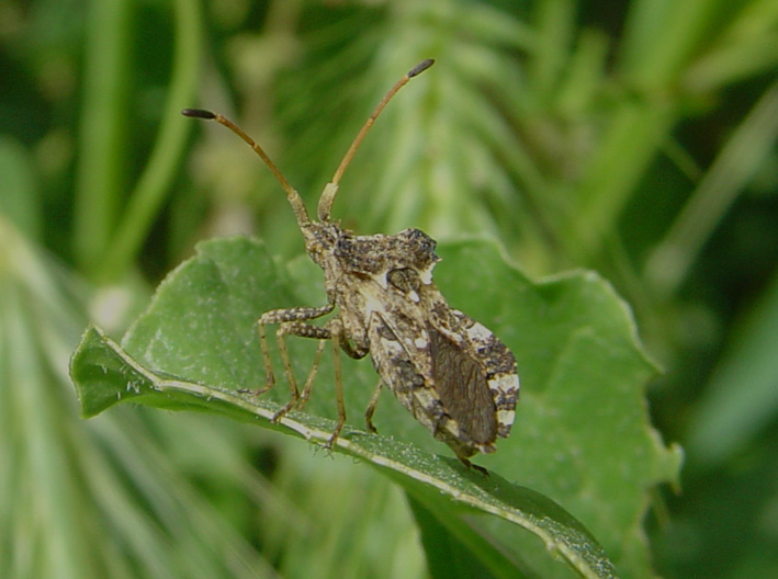 Centrocoris variegatus