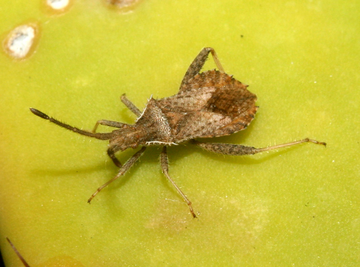 Coriomeris sp.