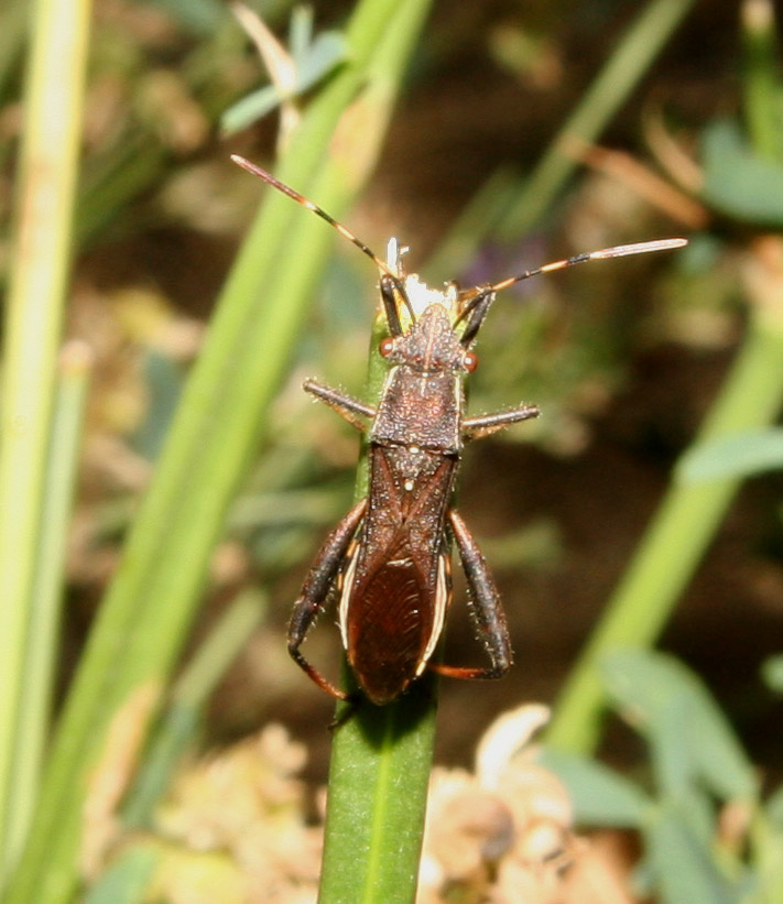 Camptopus lateralis