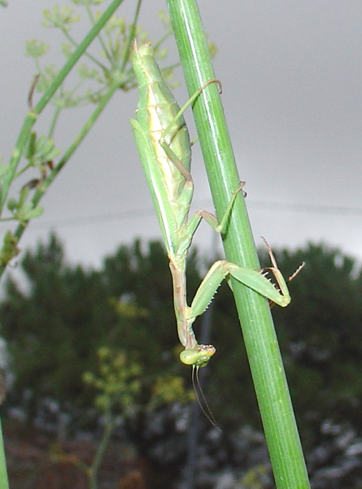 Iris oratoria