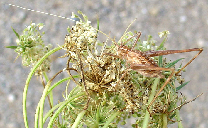 Tylopsis liliifolia