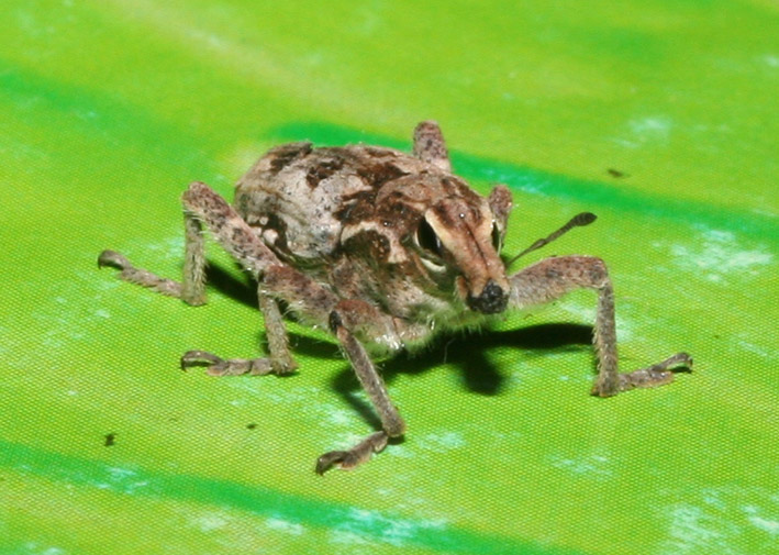 Curculionidae: Coniocleonus excoriatus