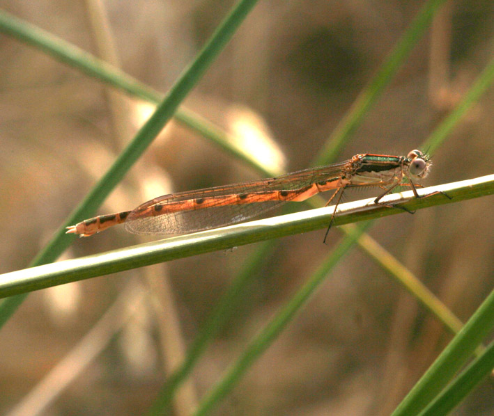 Libellula deforme: Sympecma fusca (Lestidae)