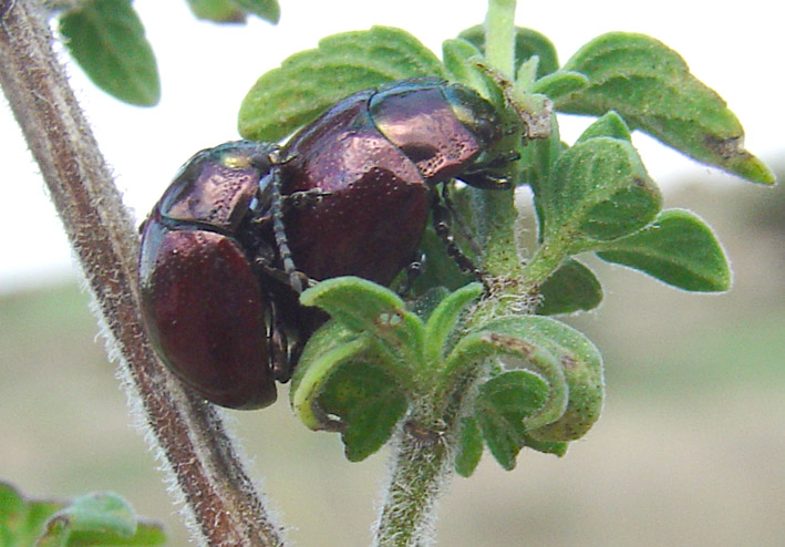 Chrysolina suffriani (Col., Chrysomelidae)