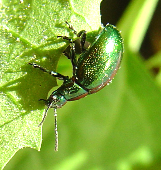 Chrysolina herbacea (Col., Chrysomelidae)