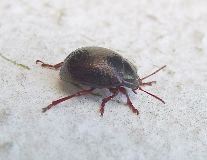 Chrysolina bankii (Col., Chrysomelidae)